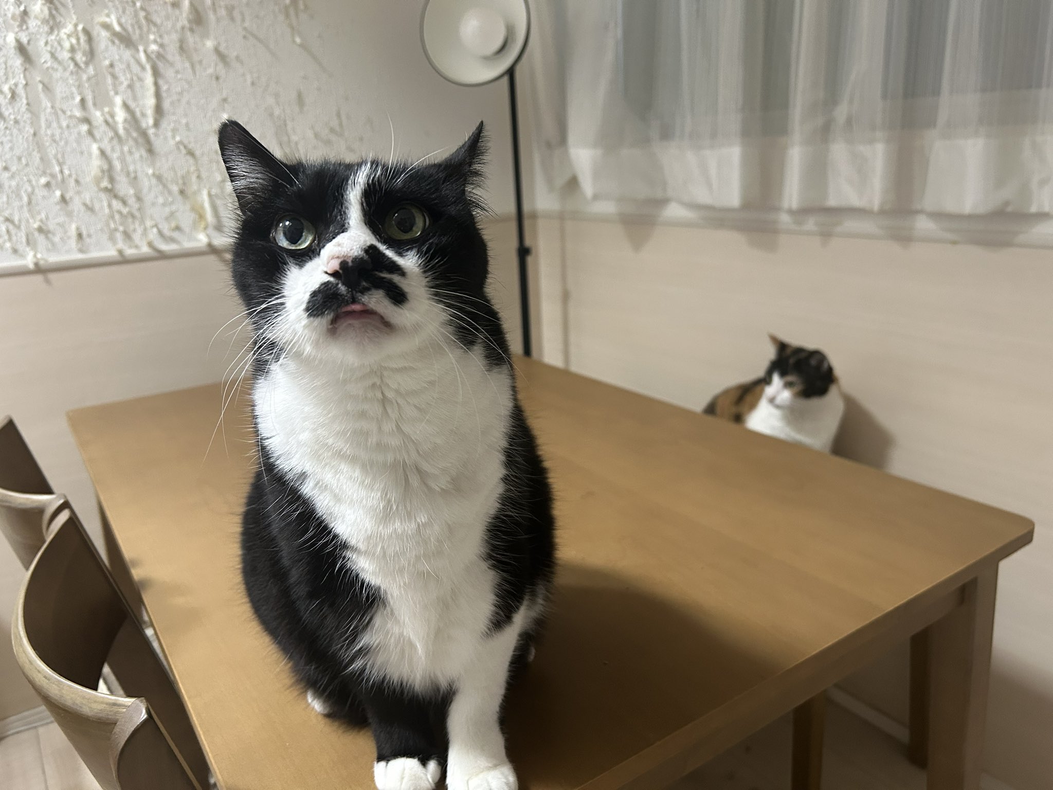 ネコ 土管とねこ。Pipe and cats. | 私信 まるです。