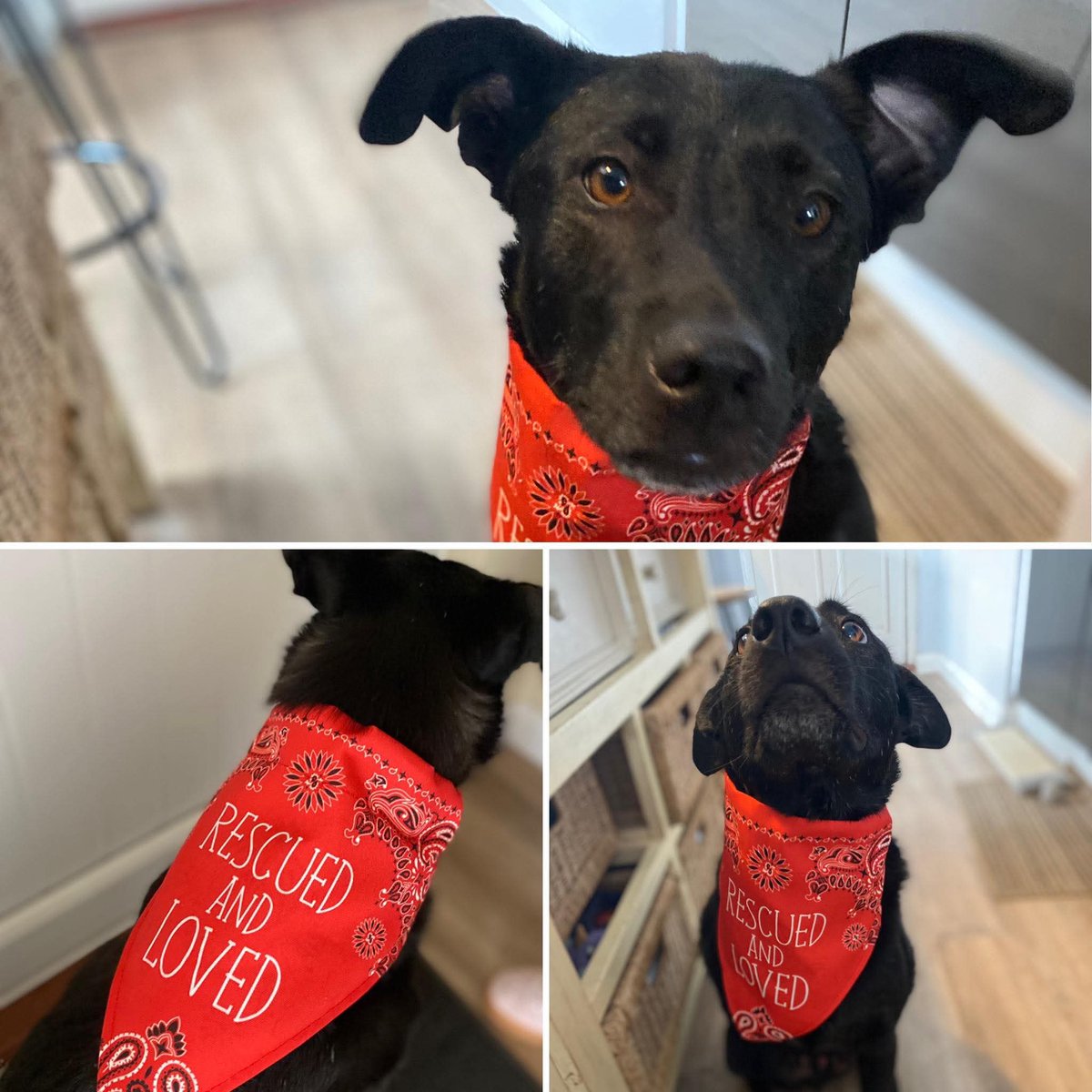 Our Beautiful Monty 💙💙

"Sooooooo loved along with big sister willow !!"

Happy #InternationalDogDay