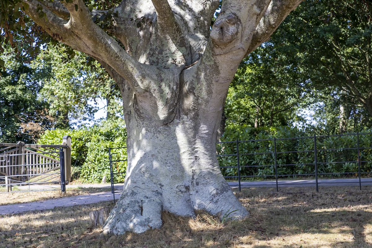 pmj_photos's tweet photo. Two centuries of growth in this impressive copper beech at @nationaltrust A La Ronde, Exmouth. #ThickTrunkTuesday #TreeClub @arborsmarty @keeper_of_books #ThePhotoHour #Trees #CopperBeech #ALaRonde #Exmouth #Devon https://t.co/C5xlOxZ6sm