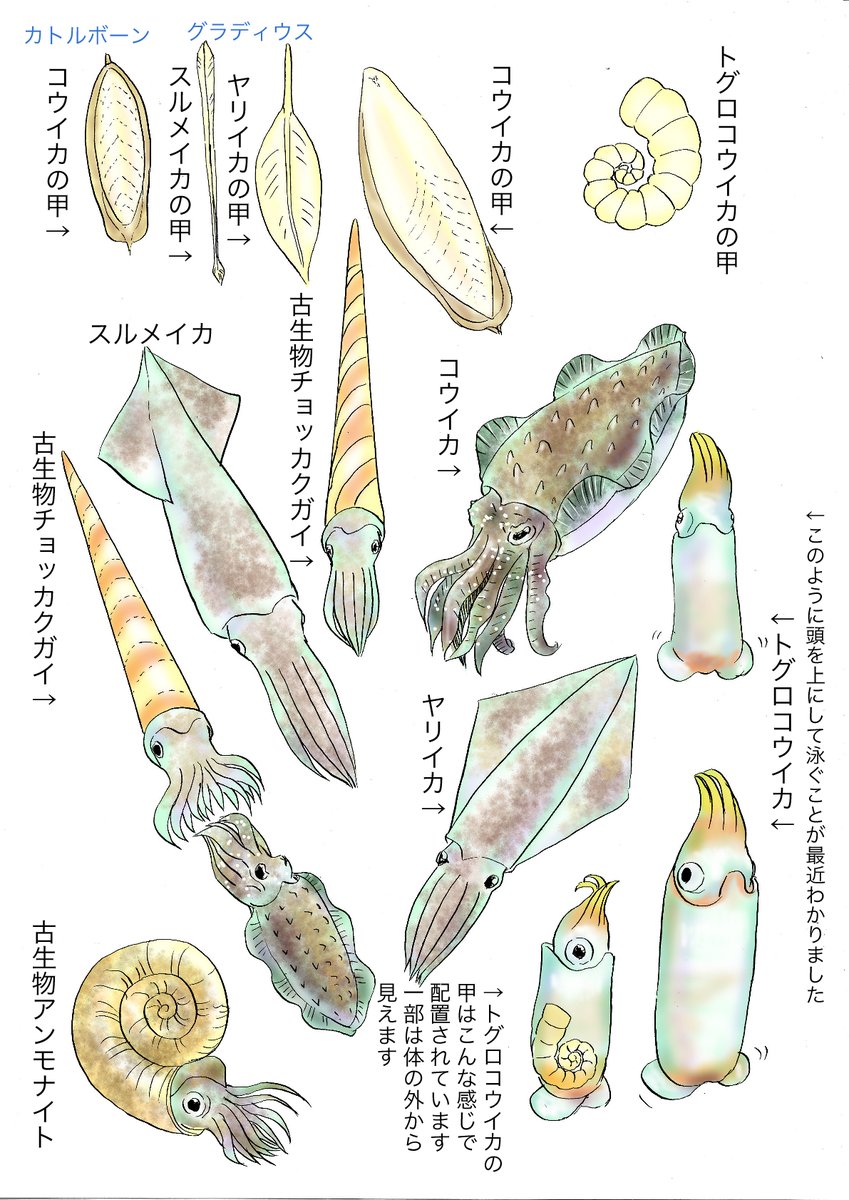 tadekichi's tweet photo. 魚介シリーズ：イカの甲
浜辺で拾えるコウイカの甲、鳥の餌としても売っていますねがその大きさや厚さを見ると、見慣れたスルメイカやヤリイカの透明で薄い甲とはあまりに違うことに驚かされます。
ところで、珍しいイカの甲といえばやはりトグロコウイカの甲でしょう。いつか手に入れたいものです。 https://t.co/GyY8URjKuT