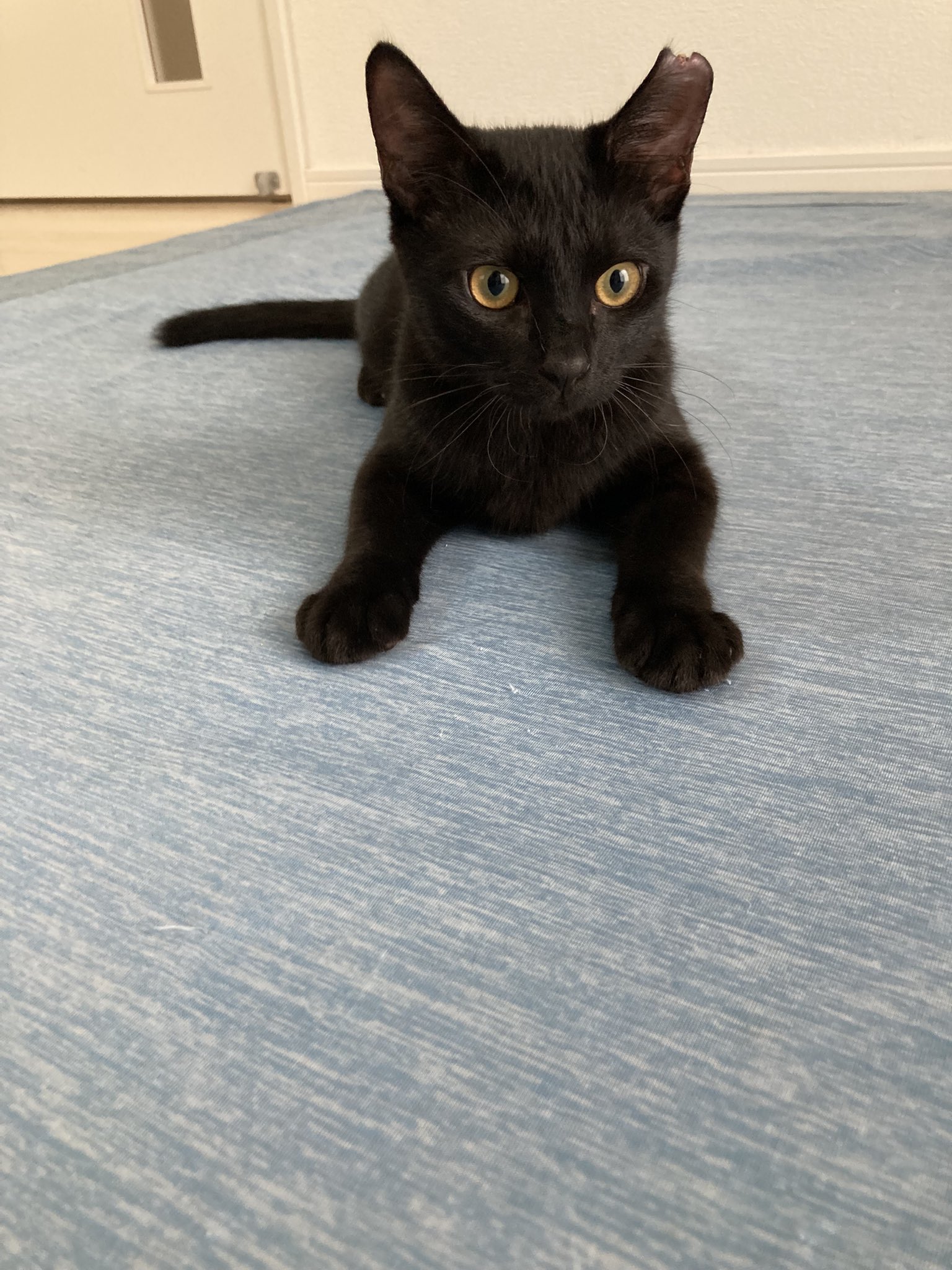 hacodeco、双子の仔猫 保護子猫5兄妹、輝きを失う命との交差点 Crossroad of cats