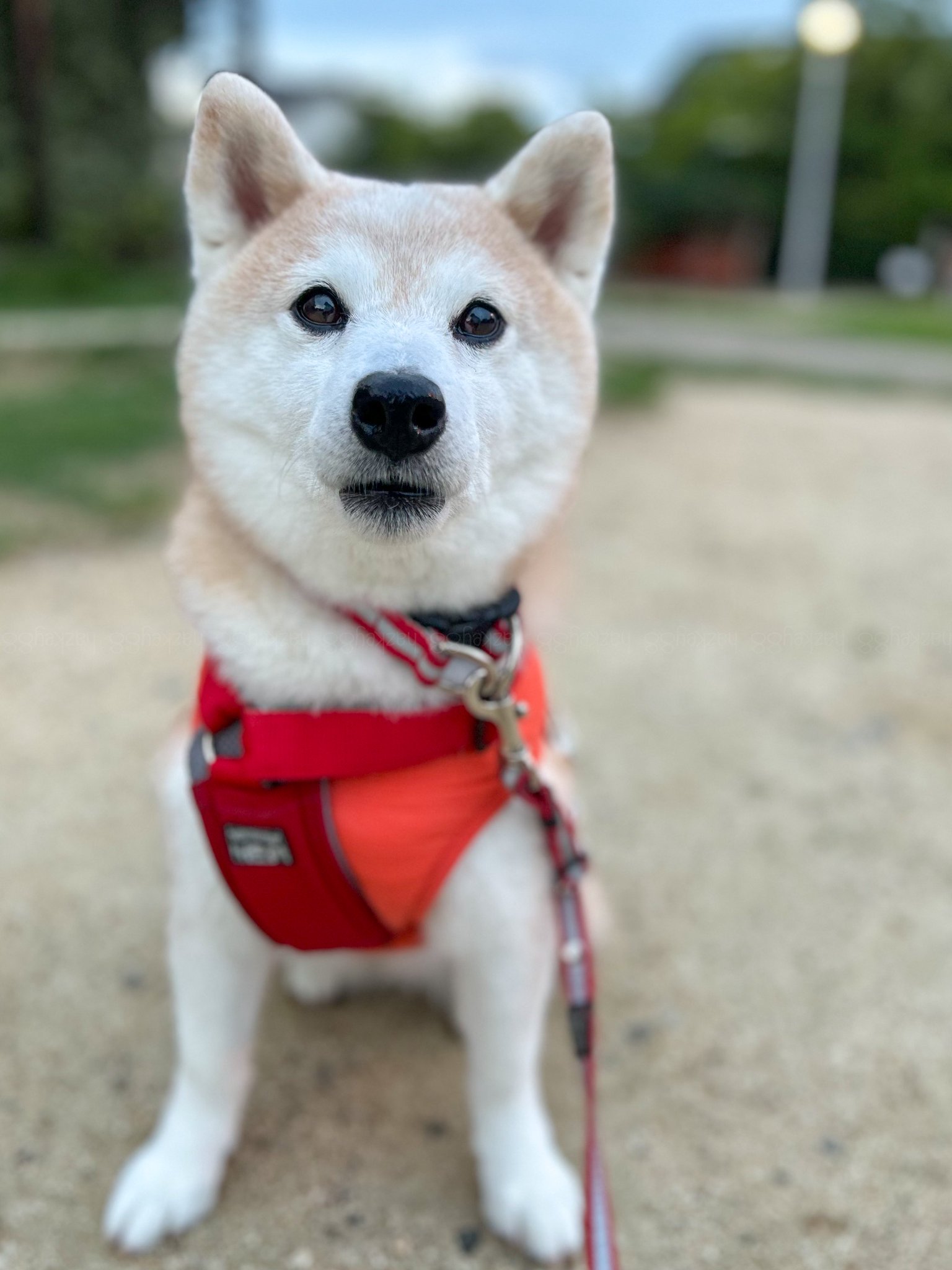 赤い犬　love happiness royalty りんりん🍎ⁱᴸʸˢ on X: 