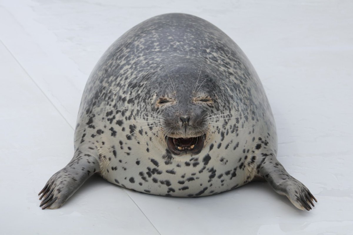 nas_oak's tweet image. 🍙

2025.08 #とっかりセンター
#アザラシシーパラダイス
#キョロ