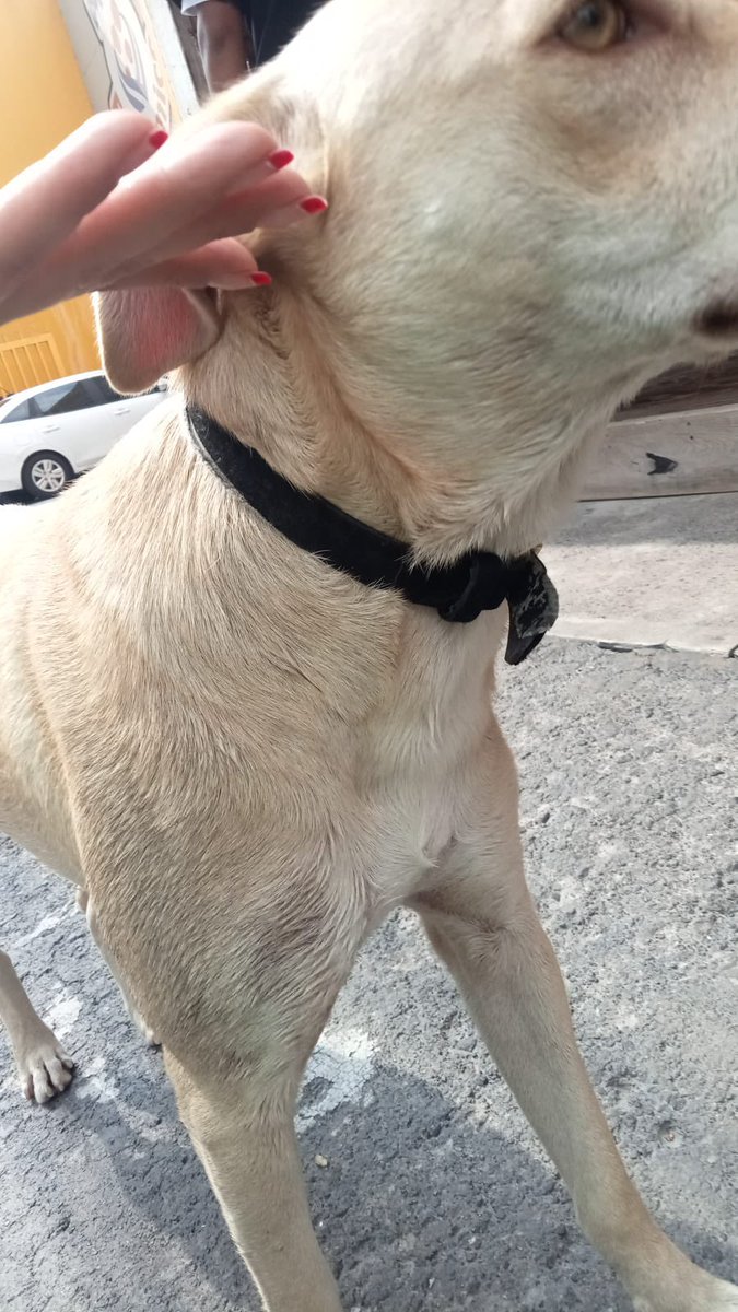 VISTA SIN RESGUARDO perrita color arena frente al Colegio Windsor de Santa Ana casi Escuela Naval, colonia San Francisco Culhuacán, Coyoacán, el lunes 25 de agosto de 2025, 3.30 PM.

SÓLO ESTOY DIFUNDIENDO