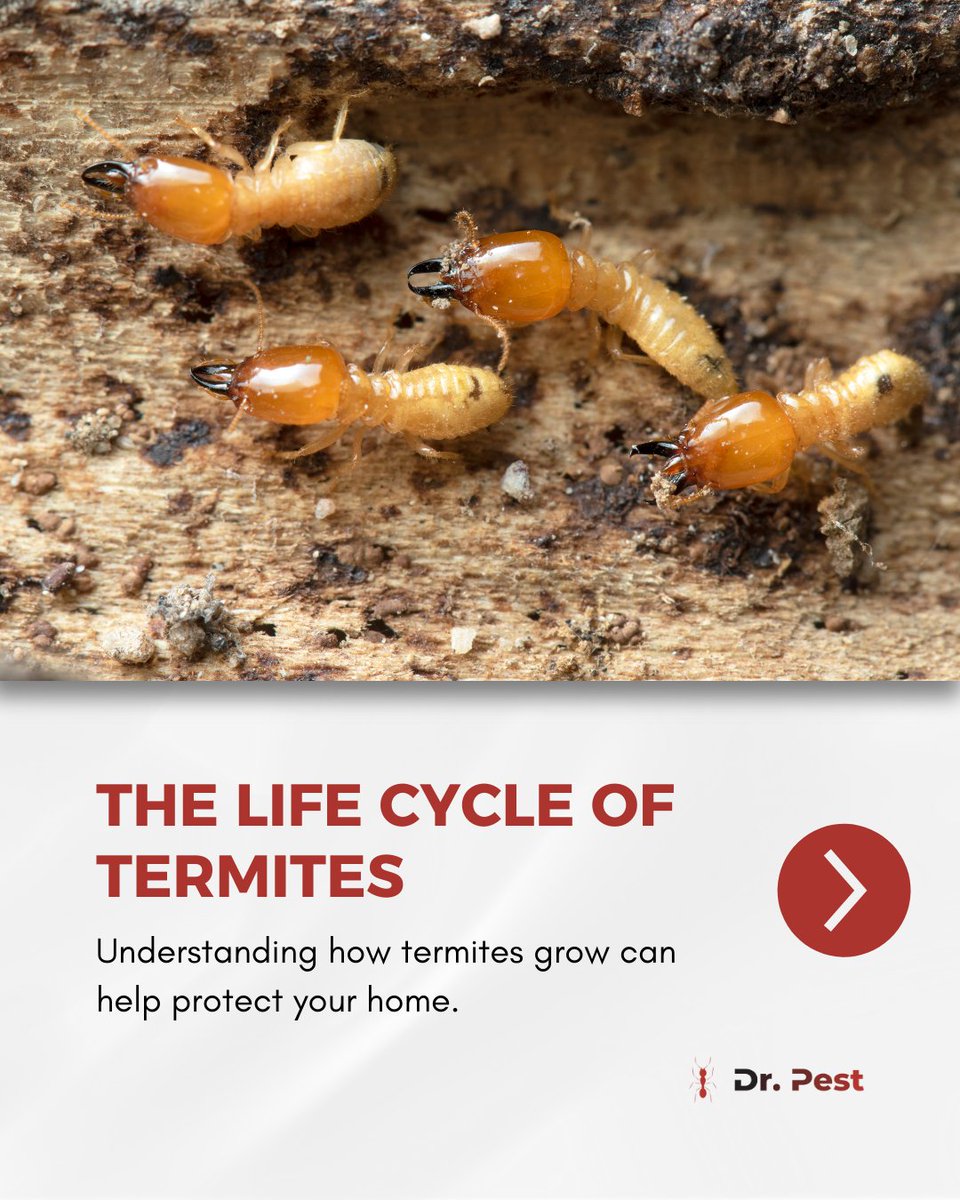 itsdoctorpest's tweet image. Termites may be tiny, but their life cycle is a big threat to your home. Know the stages before they spread!
Visit doctorpest.net – link in bio
#drpest #termitecontrol #pestsolutions #pestfreehome #termiteawareness #protectyourhome