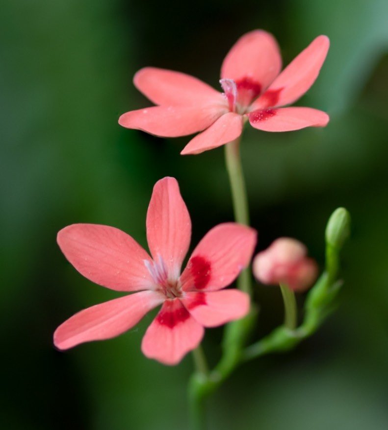 ヒメヒオウギのお花です😊😊😊
綺麗ですね😊😊😊
