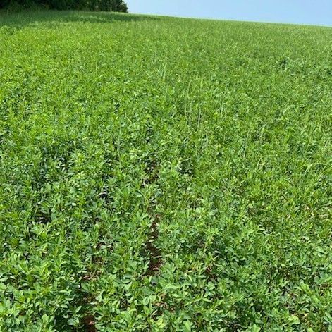 FM 112-DT = 90% Alfalfa + 10% grass (smart forage science)
✔ Non-competing blend
✔ High NDF &amp; dry matter yield
✔ Rapid establishment
✔ Disease resistance

📸 PEI seeding, 2025

#DLF #EasternCanadaAg #LivestockNutrition #ForageScience