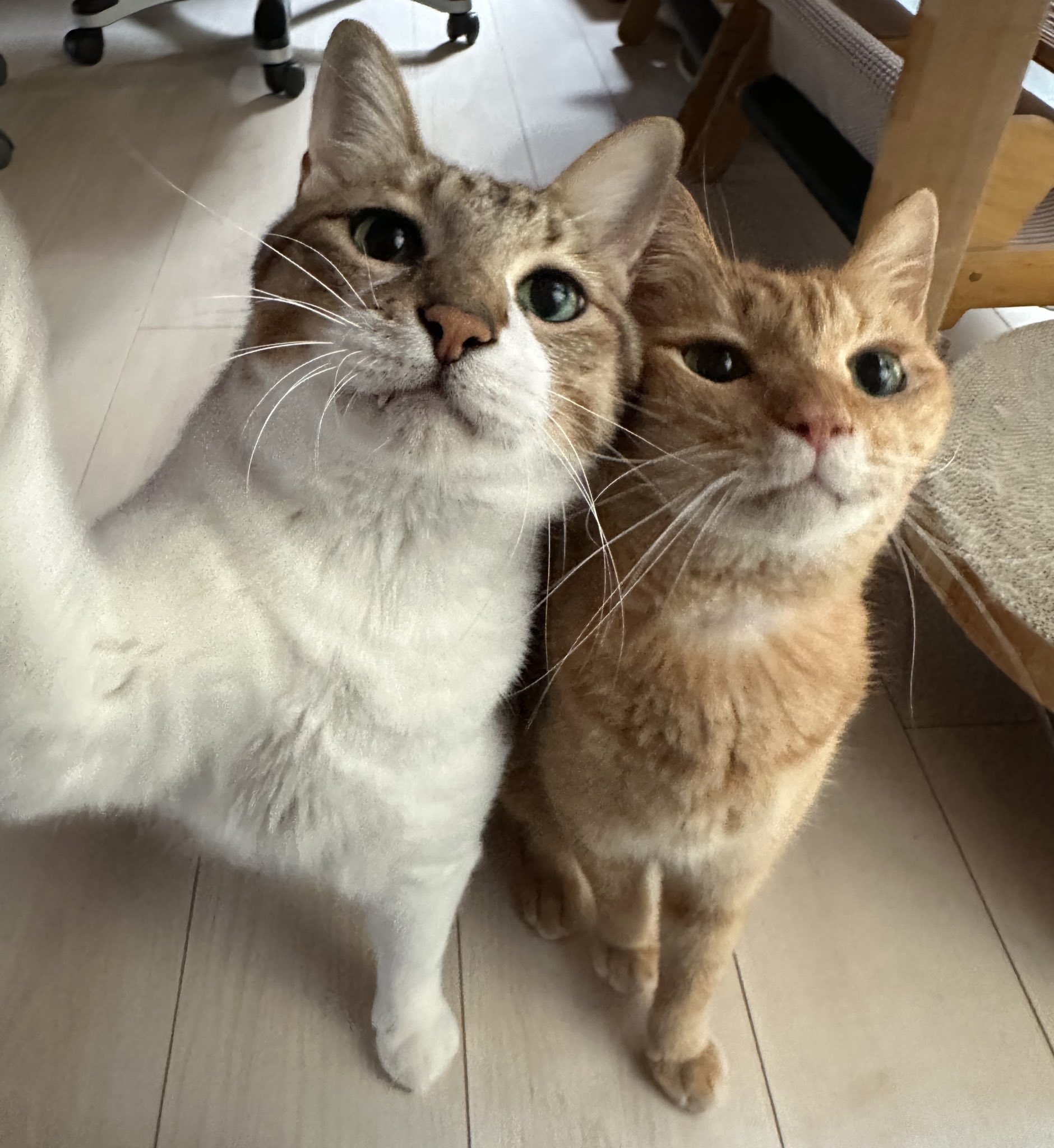 どこかの猫好き ワカとヤマ on X: 