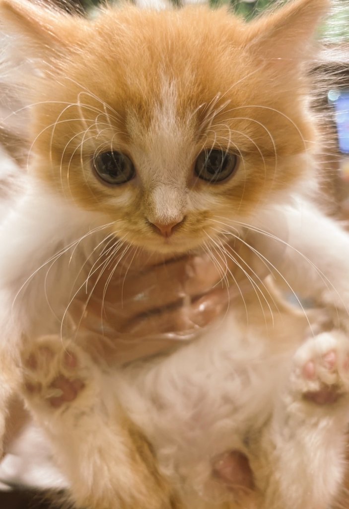 モーニング🌄です

妹の所の
　新顔😺が可愛すぎて
　　様々な用事を
　　　ぶち忘れたりな…

今日はみっちりお仕事で
　償いをさせて頂きたく…な朝

#猫