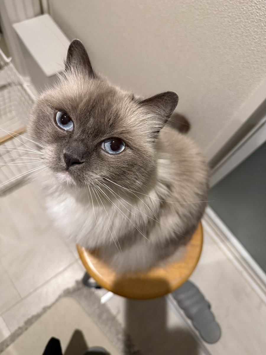 POMOCHIX's tweet photo. なでよ🐱
#猫 #メインクーン #ラグドール #cats https://t.co/3x0I58QgnZ