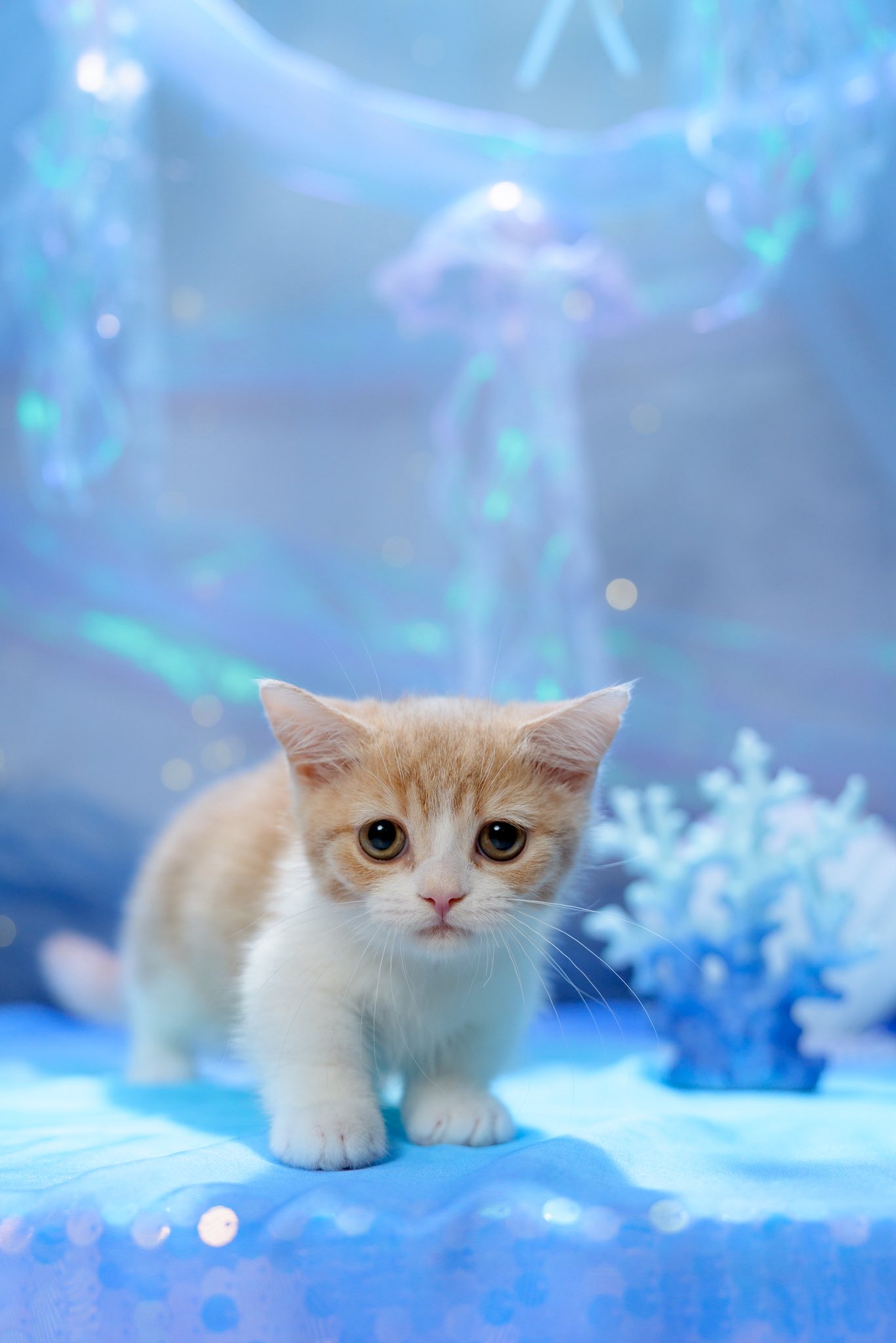 マンチカンのこゆき＆みゆき＆ゆうき🐈 on X: 
