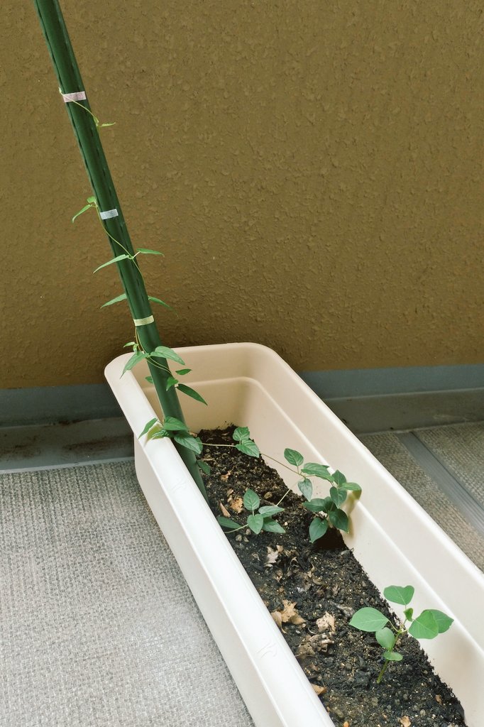 急にやる気が出たのか、20cm以上ツルが伸びました🌿
ツルの上の方ほど葉っぱが細長くなってますね🤔

もう1つの芽の方も順調に成長中。
両方とも同じ種類のようです🌱