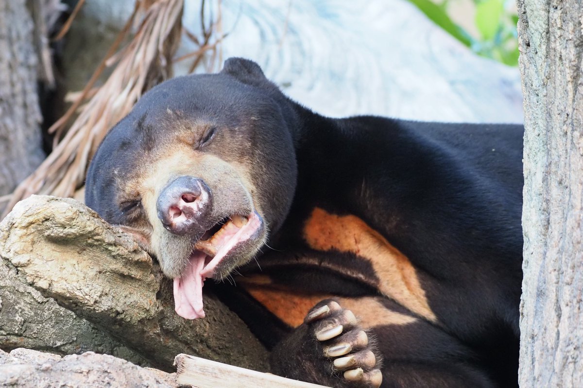 『涼しい風が吹いています』

夕方になり、園内には心地よい風が吹き抜けています。
マレーグマのマーズも、涼しい風に包まれながら擬木の上で熟睡していました。

そんなマーズを見ていると、マレーグマ特有の長い舌が出たり、引っこんだり…目が離せません！