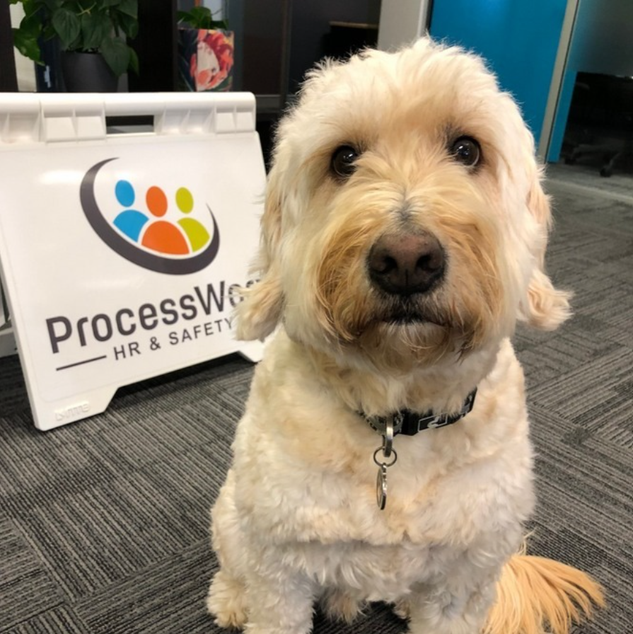 processworx's tweet photo. Happy International Dog Day!
We love when dogs join us in the office, they’re a reminder of how much pets can bring to our workday.

A pet-friendly office can:
🐾 Reduce stress and boost morale
🐾 Encourage movement and social connection
🐾 Create a warmer, more welcoming culture https://t.co/J7cH8xNp5x