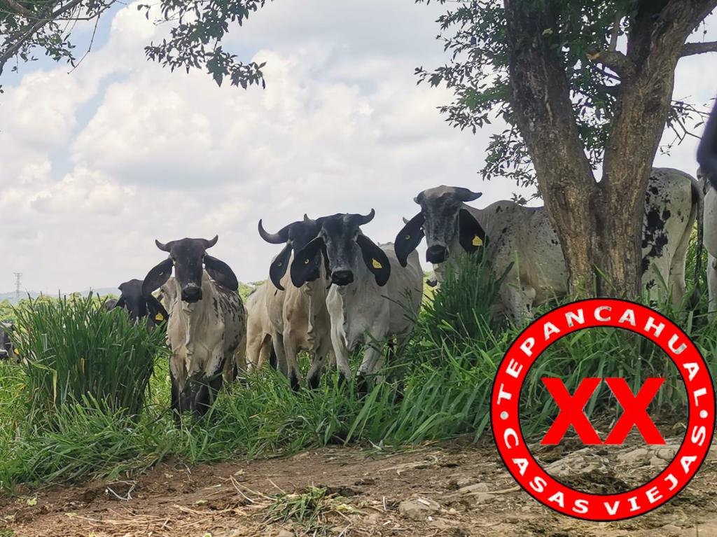 Ranchosybrechas's tweet photo. Ganado Sardo Negro, el Cebú de México.
.
.
.
.
.
.
.
#rancho #ranchlife #postalesdelcampo #ganado #cattle #ElCampoNoPara #SoyRanchero #Huasteca #Veracruz #Chiconamel #RanchoCasasViejas #SardoNegro https://t.co/xNZRGfC5Ge