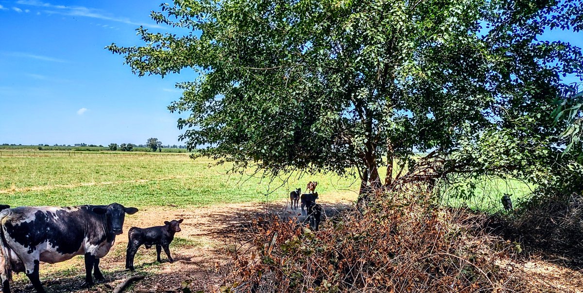 Hundreds of baby calves all over the ranch. 🇺🇲