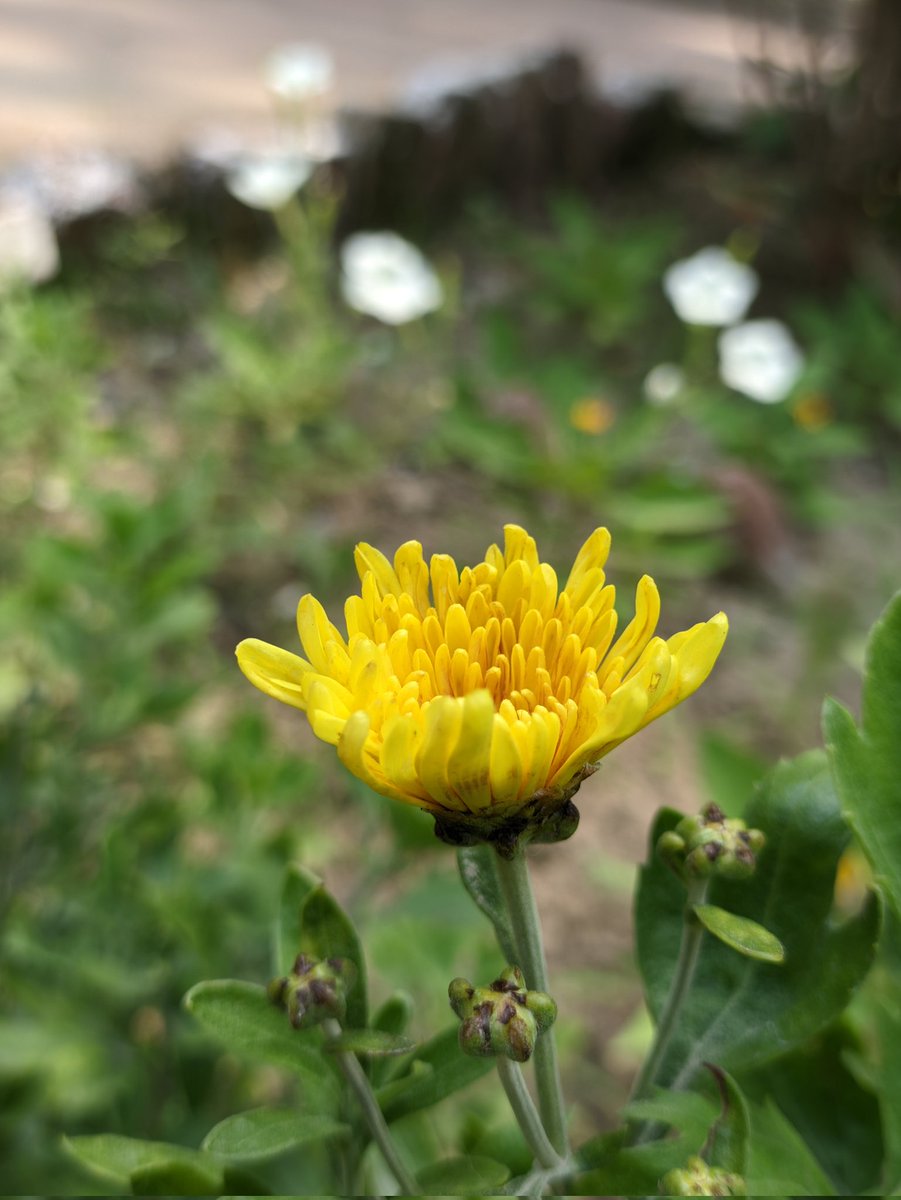 Shine raw 🤌
Shot on #POCOF5 #Heartless72