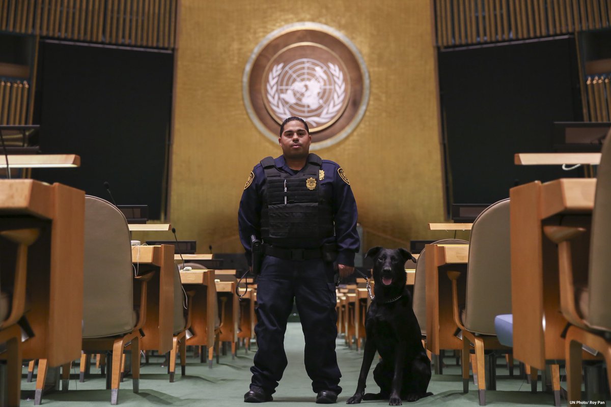 ONU_fr's tweet photo. 🐕 détecteurs d'explosifs 🐶 démineurs 🐕‍🦺 de garde

Mardi, #JournéeMondialeDuChien, nous remercions tout le personnel de sécurité— à la fois #canin 🐾 et humain— pour leur service. 

#DogDay https://t.co/0GpISLFi8F