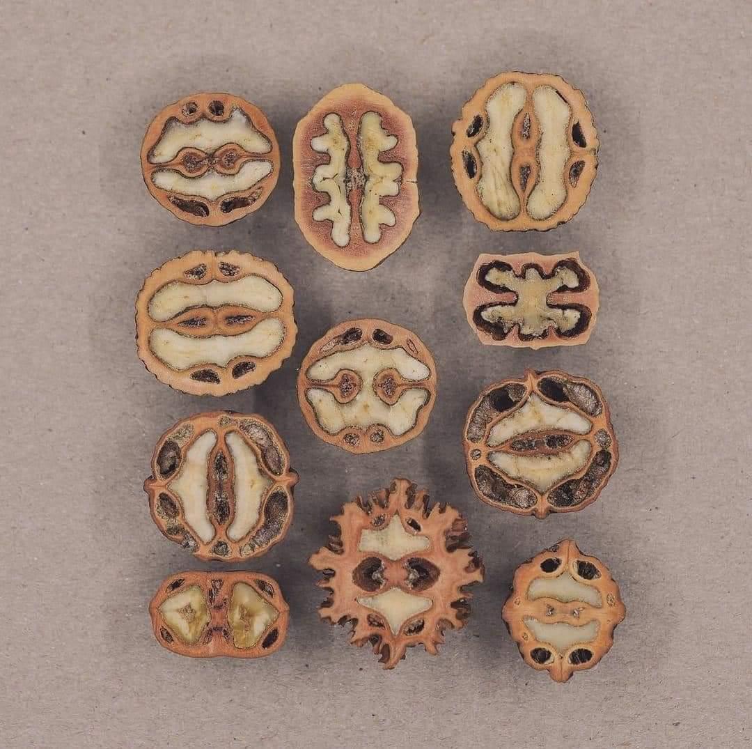 Walnuts cut in half reveal beautiful patterns. [bityl.co/Sh3b]