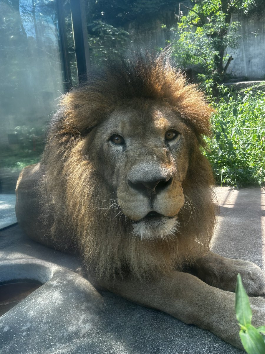 らいおんねこくま on X: 