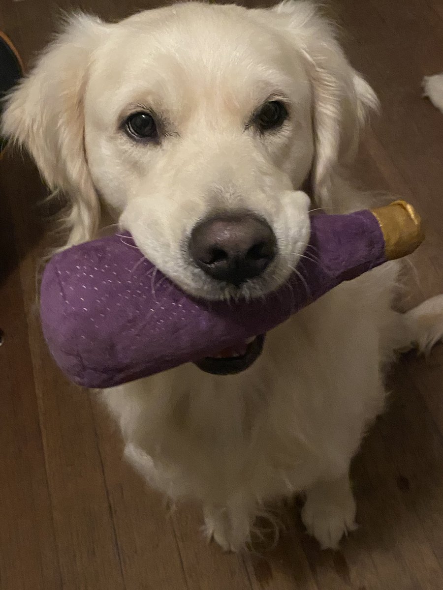 Solly & Yossi (@ok_solly) on Twitter photo <a href="/callmelongfell2/">Longfellow, Esq.</a> <a href="/BriannaWu/">Brianna Wu</a> I think it was a special bark box. It came with muttischewitz and some other cute jew pup toys that are now long gone. One of our dear golden retriever Twitter friends sent it to the boys for Chanukah. The challah is Yossi’s snuggle toy. <a href="/callmelongfell2/">Longfellow, Esq.</a> <a href="/BriannaWu/">Brianna Wu</a> I think it was a special bark box. It came with muttischewitz and some other cute jew pup toys that are now long gone. One of our dear golden retriever Twitter friends sent it to the boys for Chanukah. The challah is Yossi’s snuggle toy.