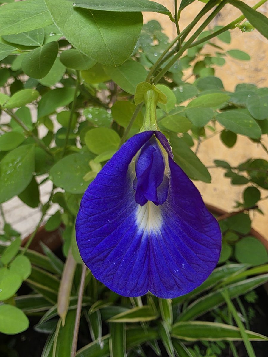 Okay, maybe I AM a little obsessed with blue!  But these gorgeous aparajita (butterfly pea) flowers aren't just pretty - they're packed with antioxidants! From garden to teacup, nature's medicine is the most beautiful kind.  #ButterflyPeaTea #Wellness #GardenToTable #Healthy