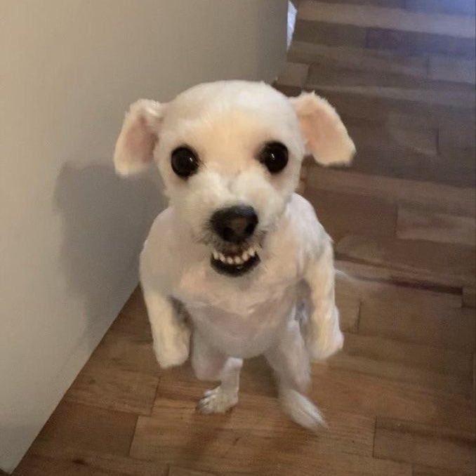 멈추라고
아시아에서 멈추라고