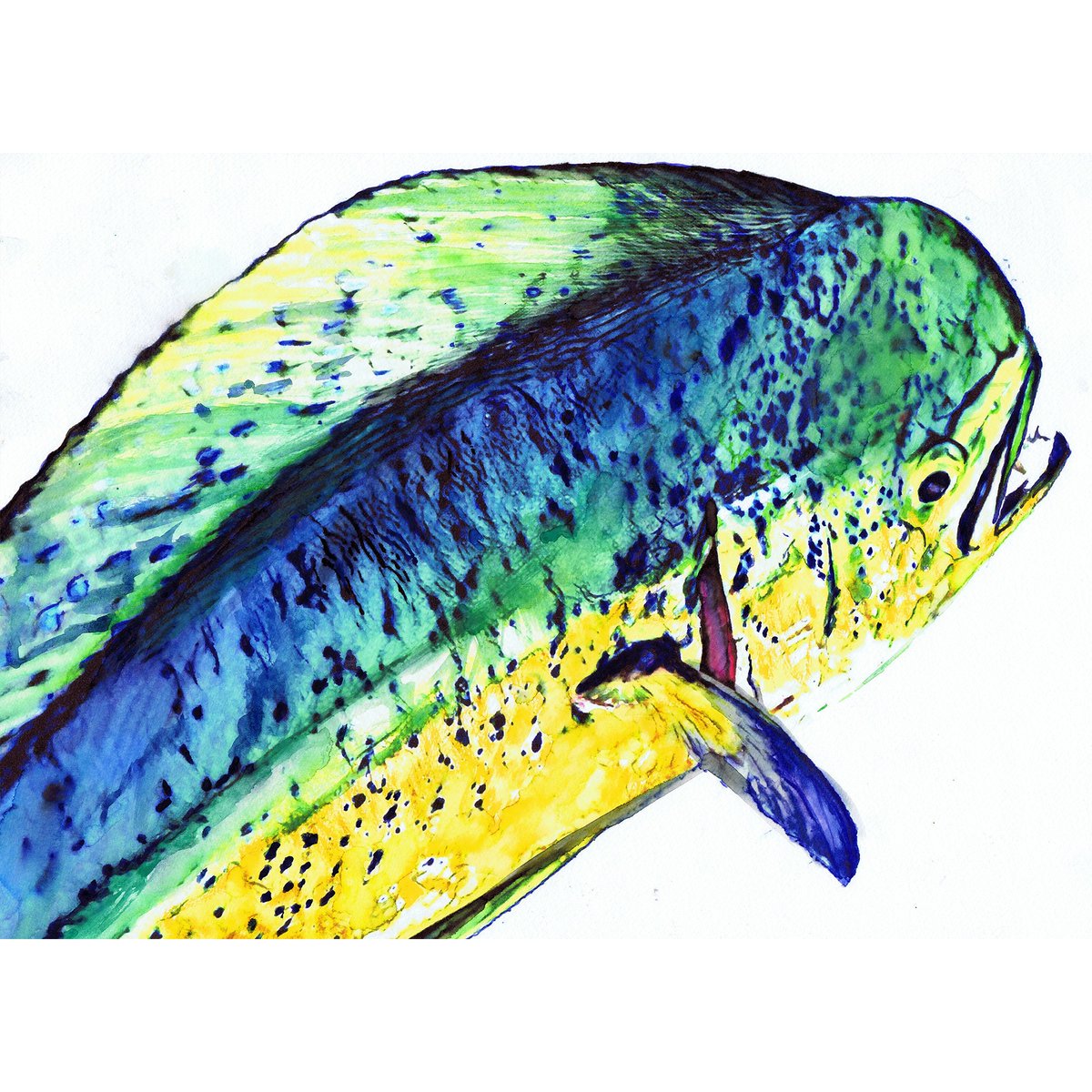 OscarJetson's tweet photo. Mahi Mahi Modern Art Print, Dolphinfish Wall Art  Hand Signed Fishing Watercolor Décor Gift By Jack Tarpon, Choice Of Sizes 11x14 12x16 8x10 https://t.co/ysxepxFs71 #Etsy #DogFishArtCo #Dolphinfish https://t.co/R5b32fMa5v
