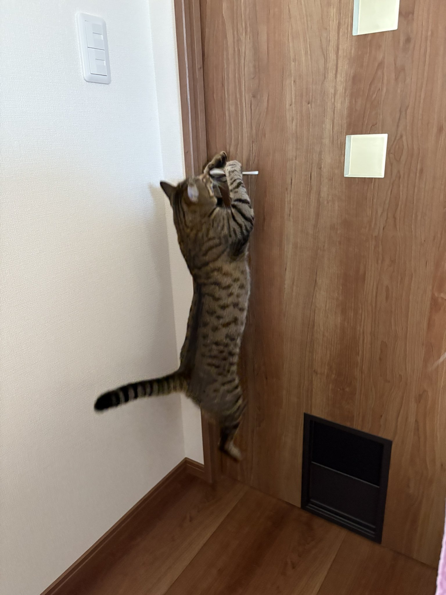 よっちゃん様お取り置き　8/13まで　猫　レジン　お座り正面　スイカ　赤×黄色 よっちゃん様お取り置き 8/13まで 猫 レジン お座り正面 スイカ
