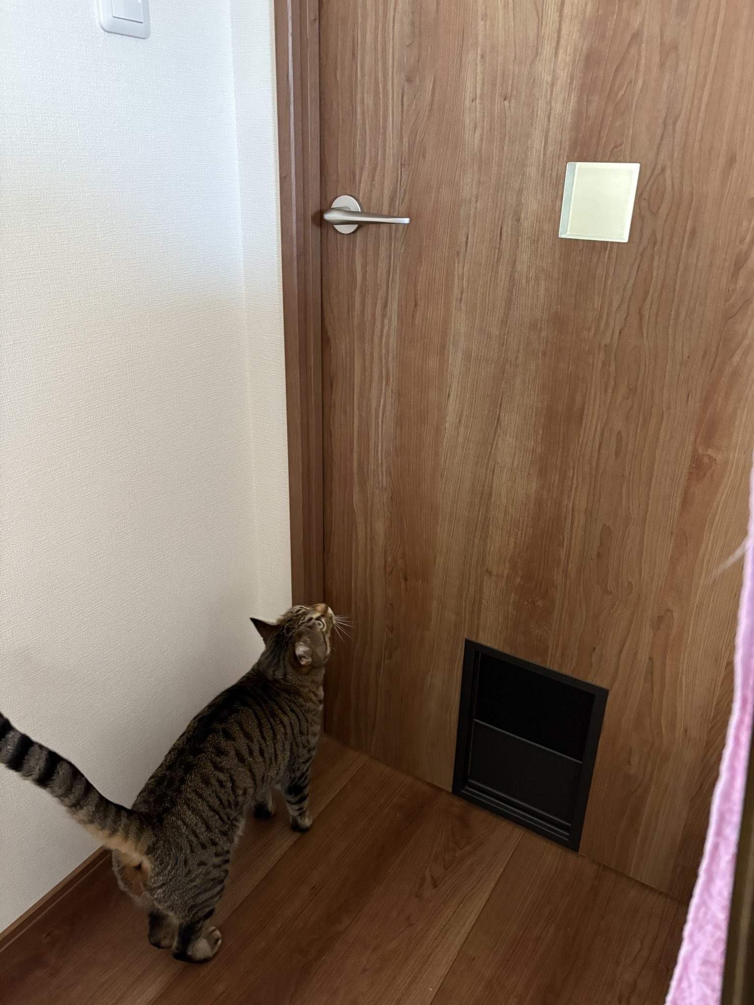 よっちゃん様お取り置き　8/13まで　猫　レジン　お座り正面　スイカ　赤×黄色 よっちゃん様お取り置き 8/13まで 猫 レジン お座り正面 スイカ
