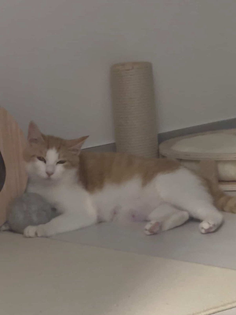 📢 내일부로 레이첼과 람이가 임보처에서 나와야 합니다.
입양뿐만 아니라 임보 문의조차 단 한 건도 없는 상황입니다.

단기 임보도 괜찮습니다. 책임지고 좋은 입양처를 찾겠습니다.
‘고부해’ 촬영중이라 아이들의 입양 홍보도 방송을 통해 알릴 수 있습니다.

🆘당장 머물 곳이 절실히 필요합니다🆘