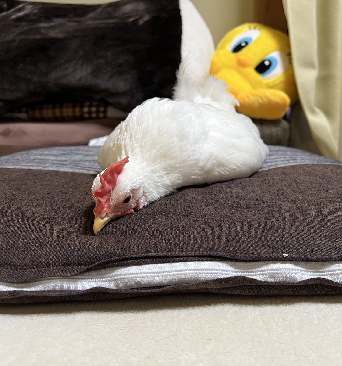 pipipimimimi3's tweet image. 眠たいわぁ〜🐔

 #チャボ  
 #にわとり
