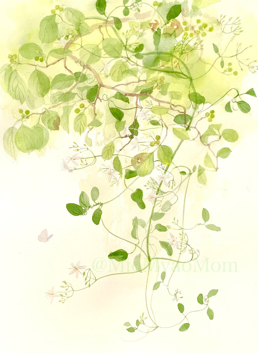 orientalstaffvine - البحث / X