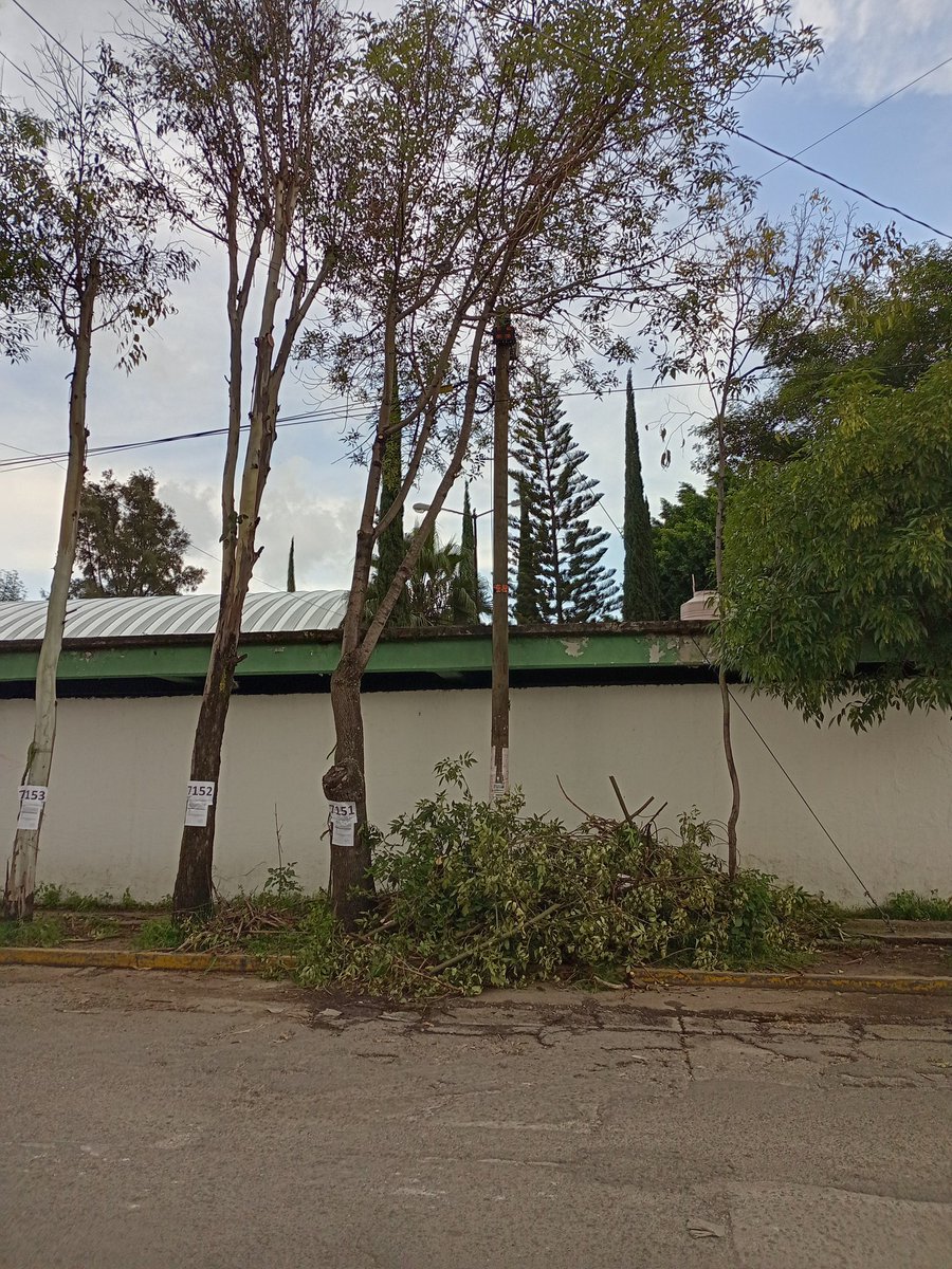 En #LaCapitalImparable son muy rápidos para podar y tirar árboles, pero muy lentos para liberar banquetas 
<a href="/JIvanHerrera_/">Iván Herrera</a> <a href="/ClementeGomezM/">Clemente Gómez Medina</a> <a href="/pepechedrauimx/">Pepe Chedraui 🇲🇽</a> 

<a href="/Hechizero_38/">★·.·´HeChIzErO`·.·★</a> <a href="/Mr_Civico/">🎙️ ᗰᖇ. ᑕíᐯIᑕO ®🇲🇽₿ ✖️</a> <a href="/CClemente7/">Carlos Clemente</a> <a href="/LupitaLeal_/">Lupita Leal 🚲</a>