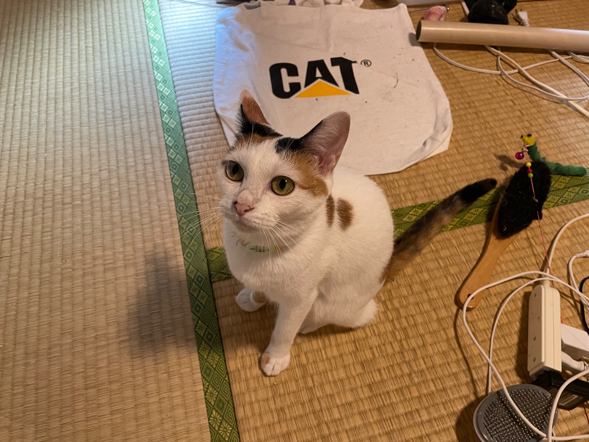にゃんちくだいすきくらぶ on X: 