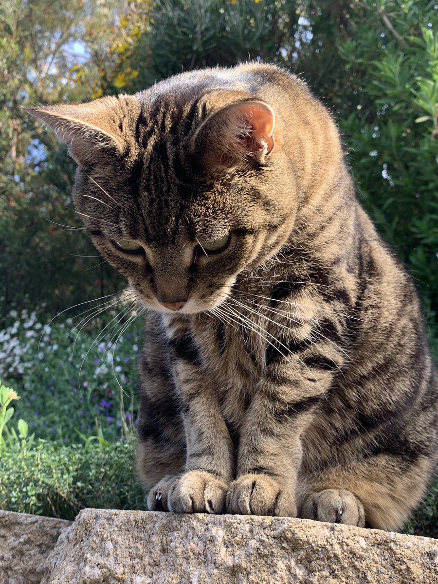 Sassy 🧡and 🌈 This Puss 🌈 tweet media