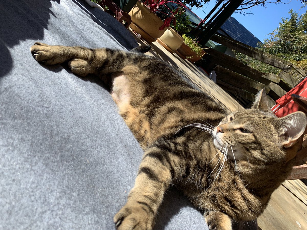 Sassy 🧡and 🌈 This Puss 🌈 tweet media