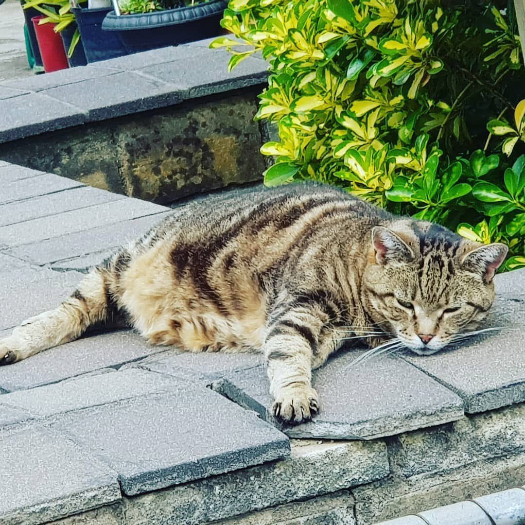 Sassy 🧡and 🌈 This Puss 🌈 tweet media