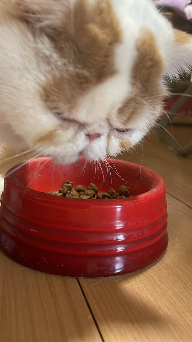 食事中のこんぶちゃんです。渋いお顔だね。撮らないで！