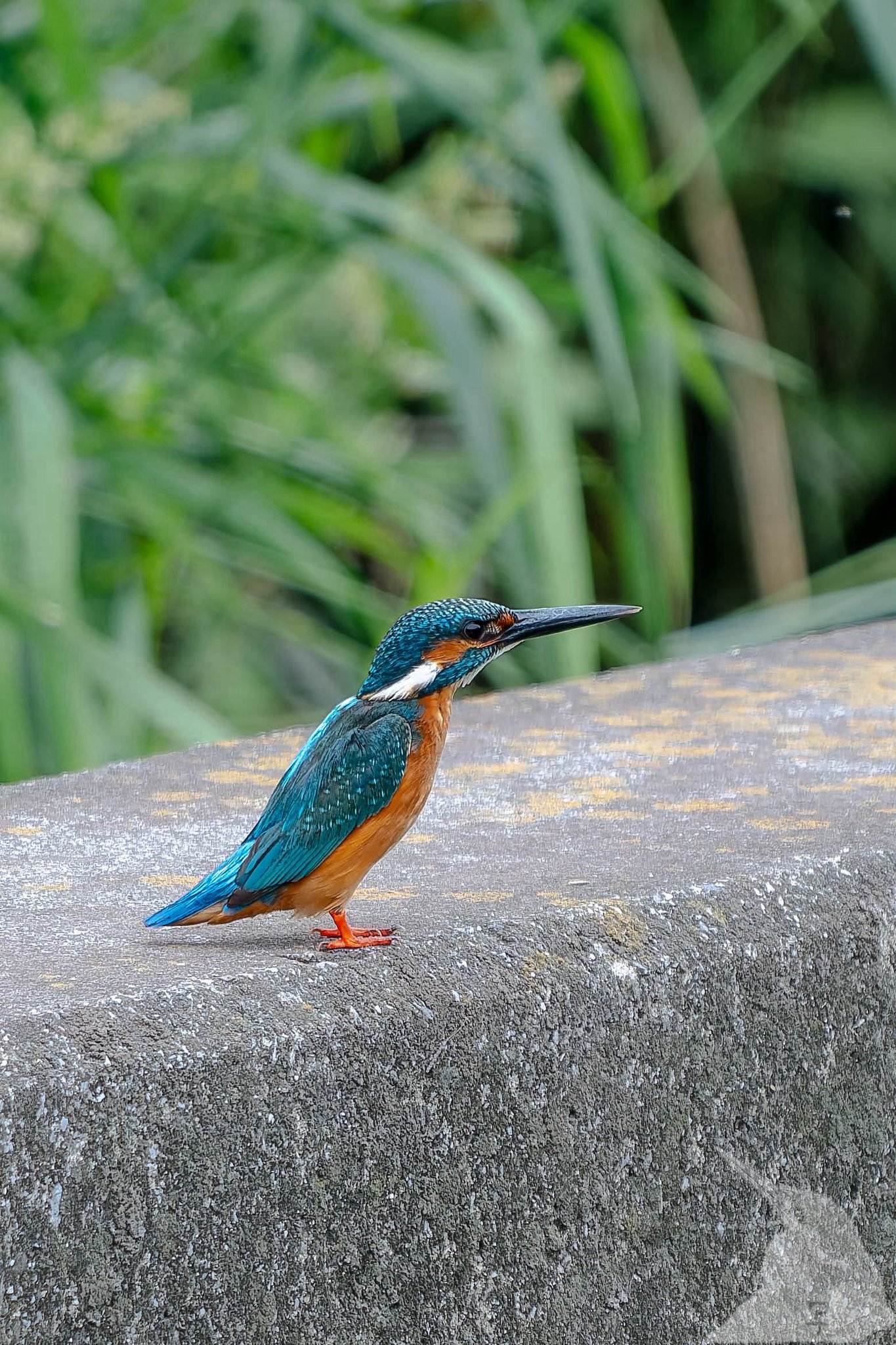 カワセミ カワセミ 給餌の頃 #カワセミ #kingfisher #カワセミ給餌