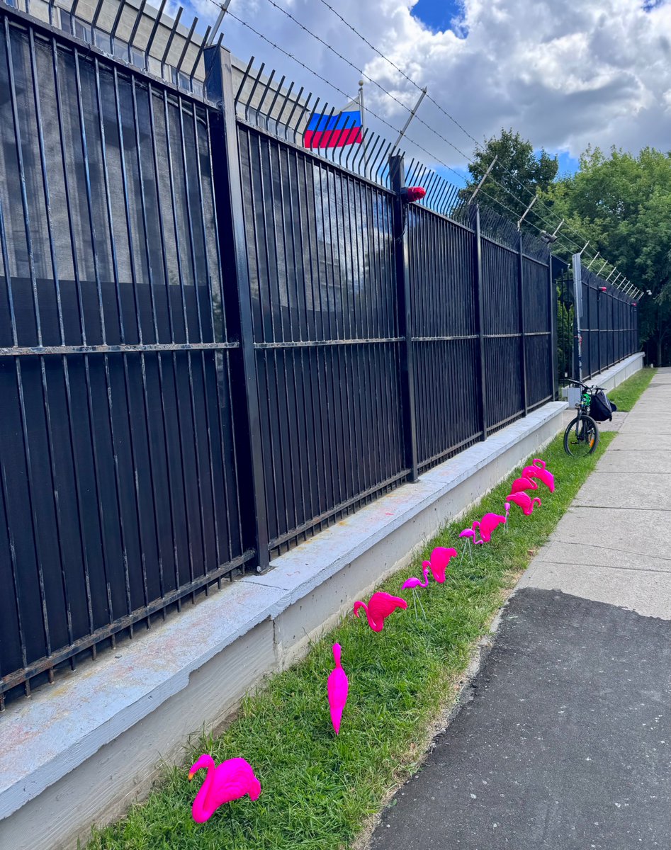 Today a migrating flamboyance of flamingos took a break in front of the russian embassy.
🇺🇦🦩🦩🦩💥