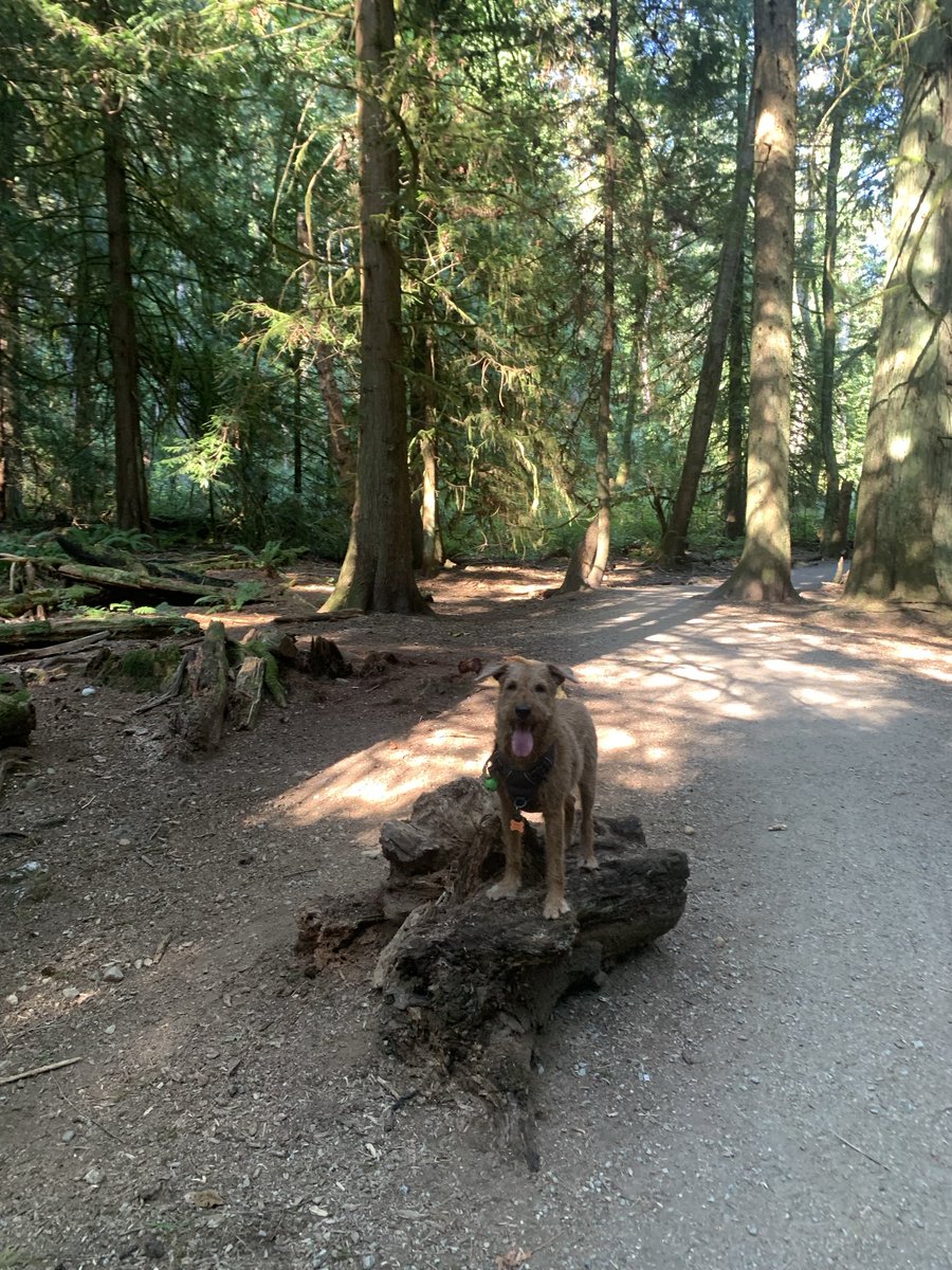 DublinIrishPup's tweet image. #stumpqueen rules pals 😜 #forestfun drumroll with Mum ❤️☘️🐕🐾🌿🍄‍🟫🍄🪵🪾🌱