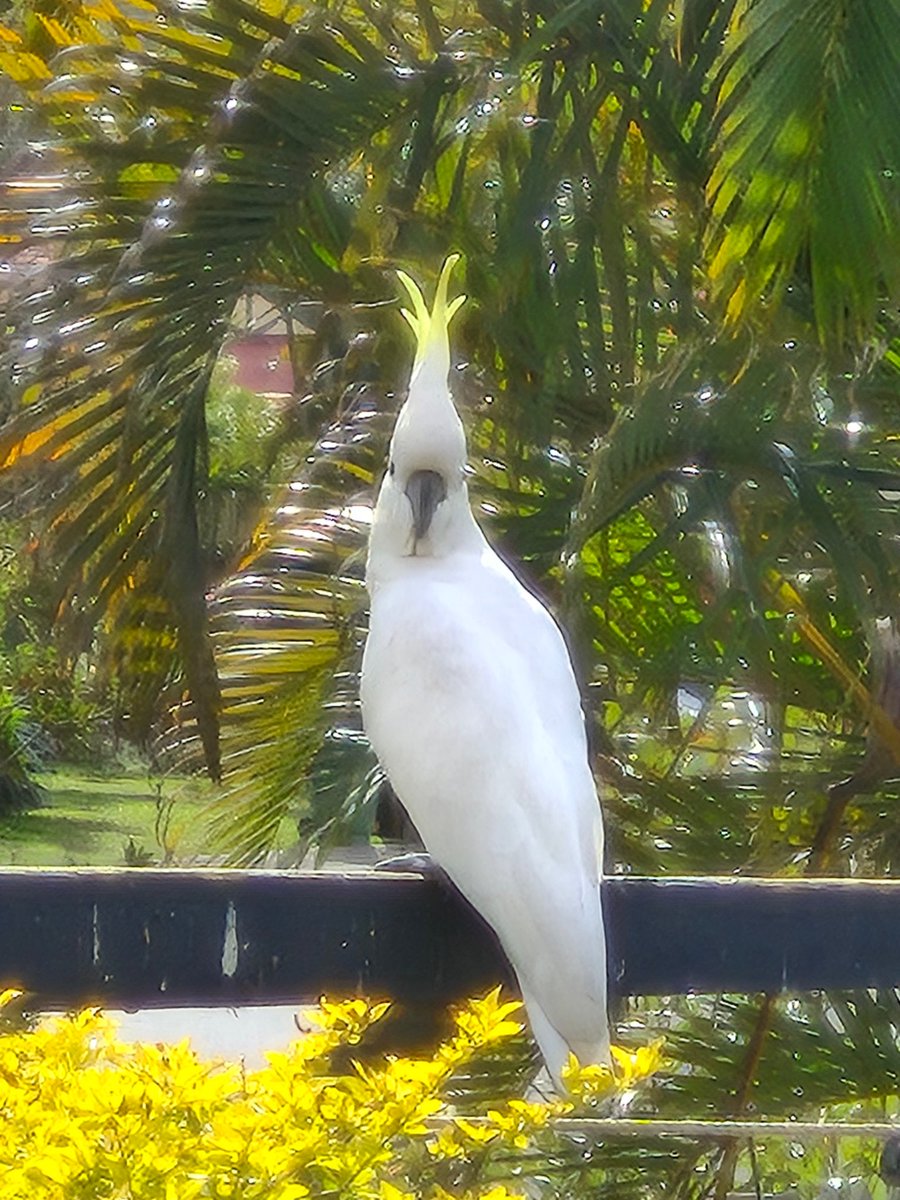 Hughesers's tweet photo. Sulpher Crested cockatoo 🦜
#birds #wildlife #cockatoo #birdsofaustralia https://t.co/lOOH9NY6vR