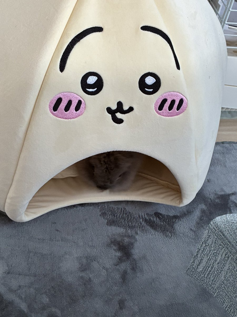 nibiru_rabbit's tweet image. ニョキ