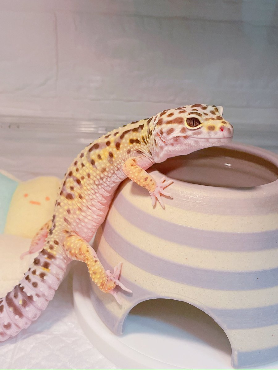 最近すべてのSNSサボっているけどしじみちゃんは元気です🥳🥳🥳