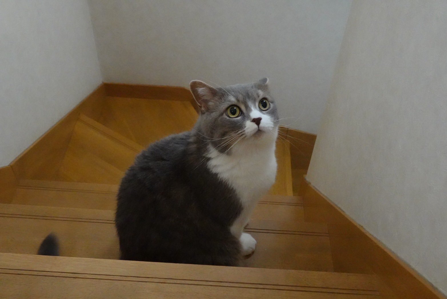 ねこ 尾道市立美術館 on X: 