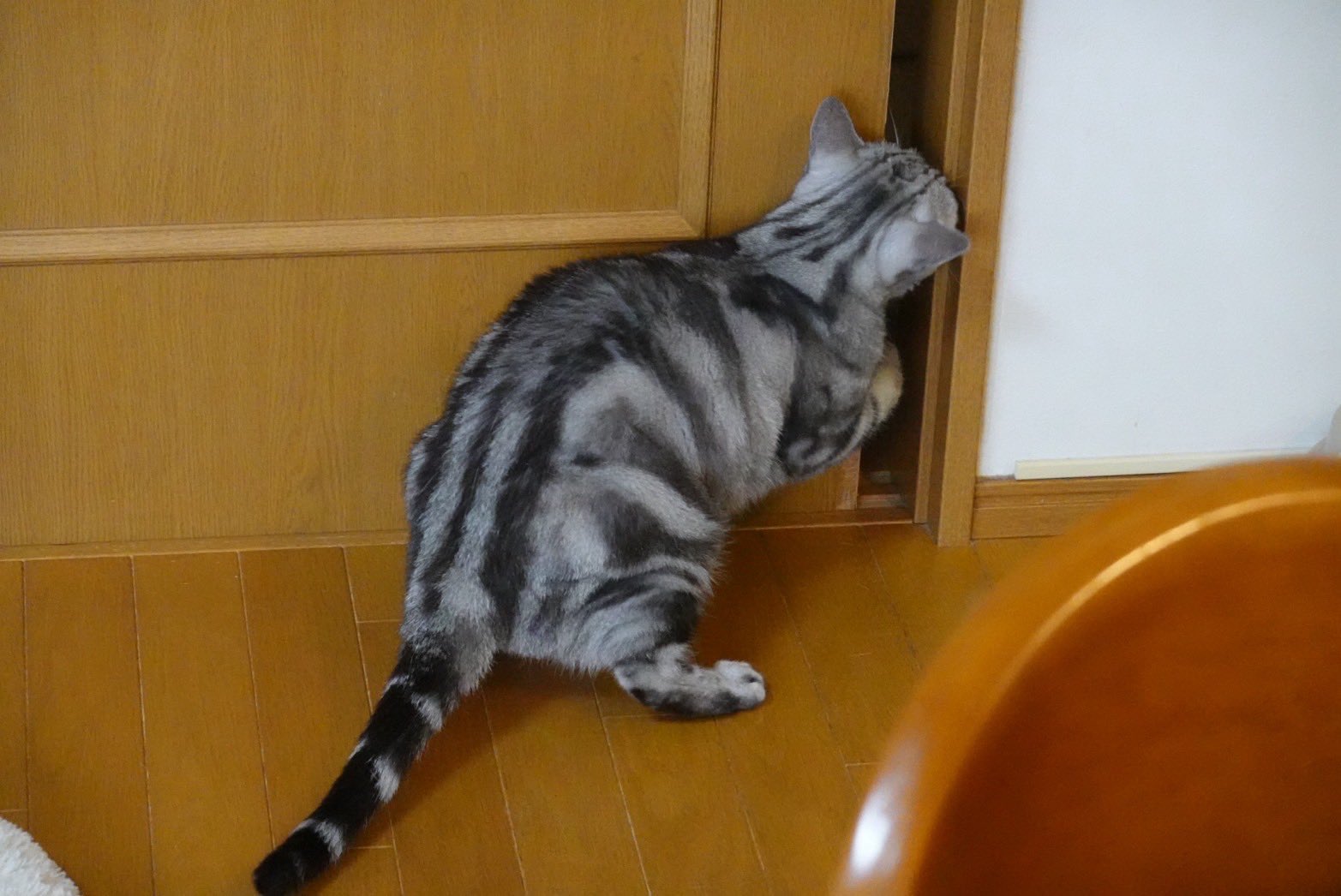 ねこ ZAP CAT ぬいぐるみSサイズ【全4種】 – nipopo