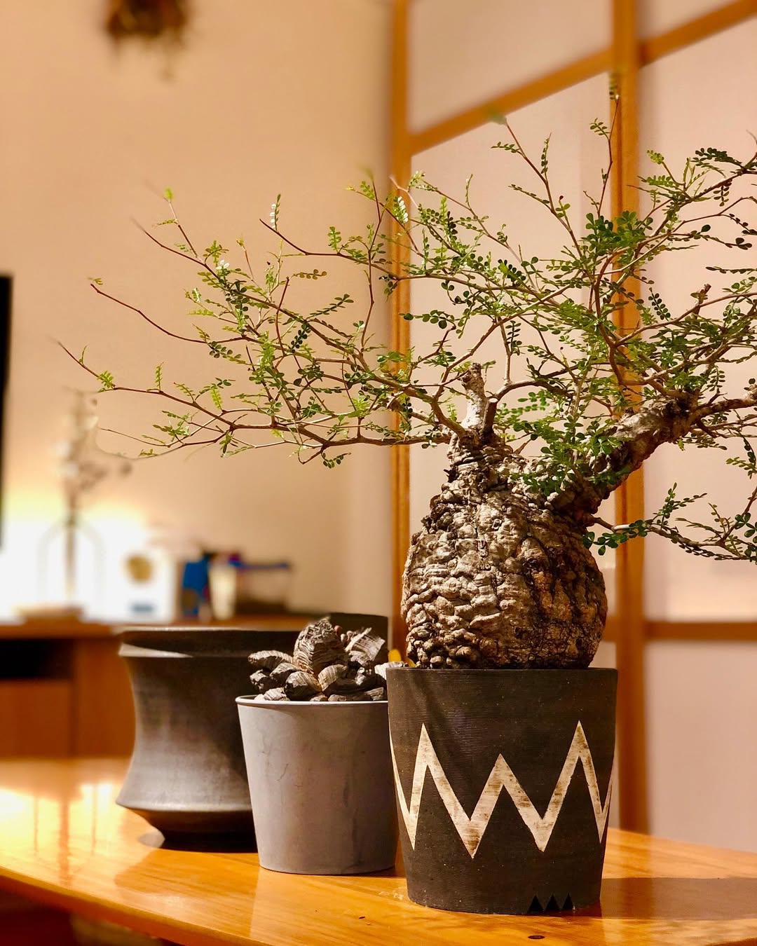 多肉植物❤️専用ページです。他の方はお買い上げになりませぬようお願い致します 多肉植物 抜き苗セット 6㌢ポット - メルカリ