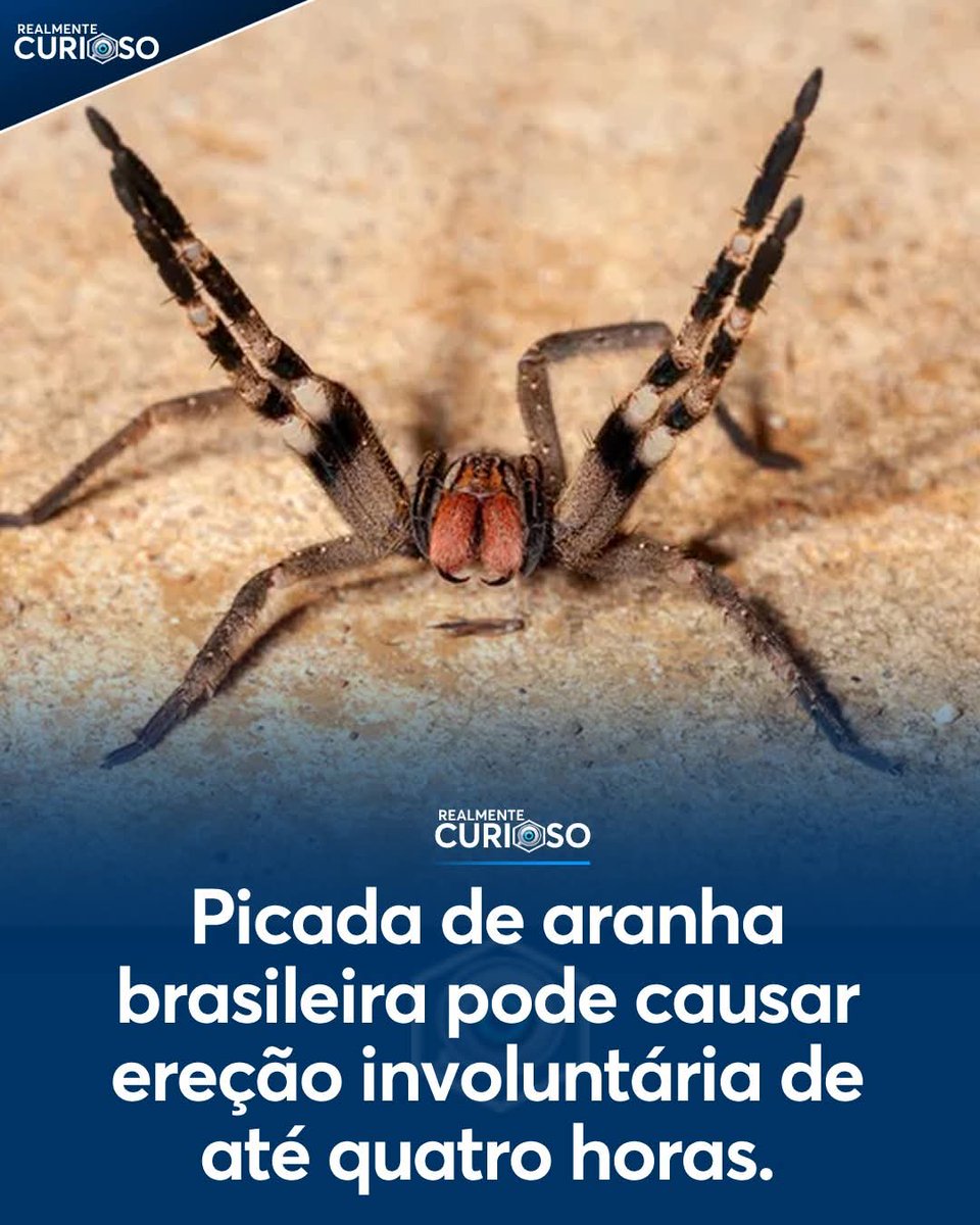 <a href="/biologia_braba/">Biologia Braba</a> Eu escolhi você, ARANHA.