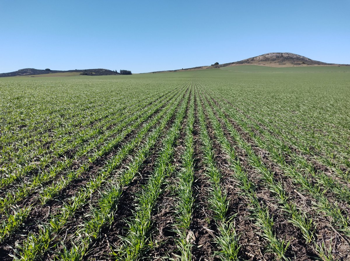 Cebada Andreia siembra ppios de julio, en inicio de macollaje, ya tiene primera dosis de N y ahora entramos con herbicida. Viene a pleno, ya arrancó la mancha en red pero a aguantar y seguir vigilando.
📍Loberia
#asesoramiento
<a href="/EstudioEdm/">EDM - Estudio Agronómico</a>